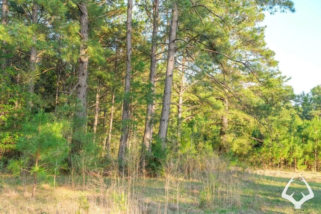 Photo of 850 County Road 4390