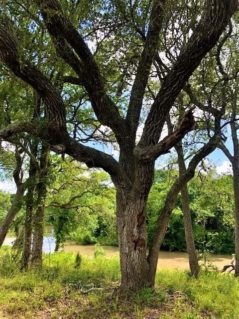 Photo of 223 River Tree Drive