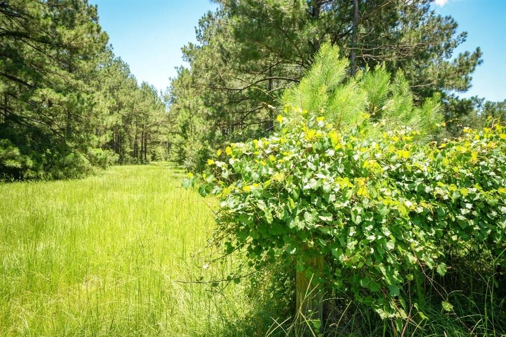 Photo of 850 County Road 4390