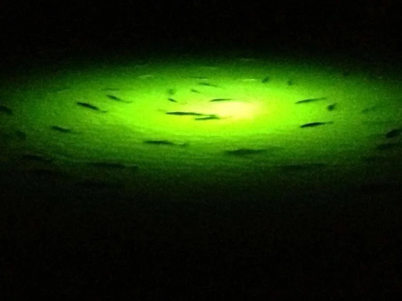 Photo of 2 Little Torch