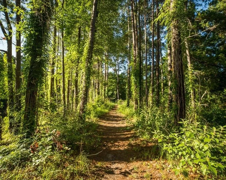 Photo of Lot 44 Brahman Lane