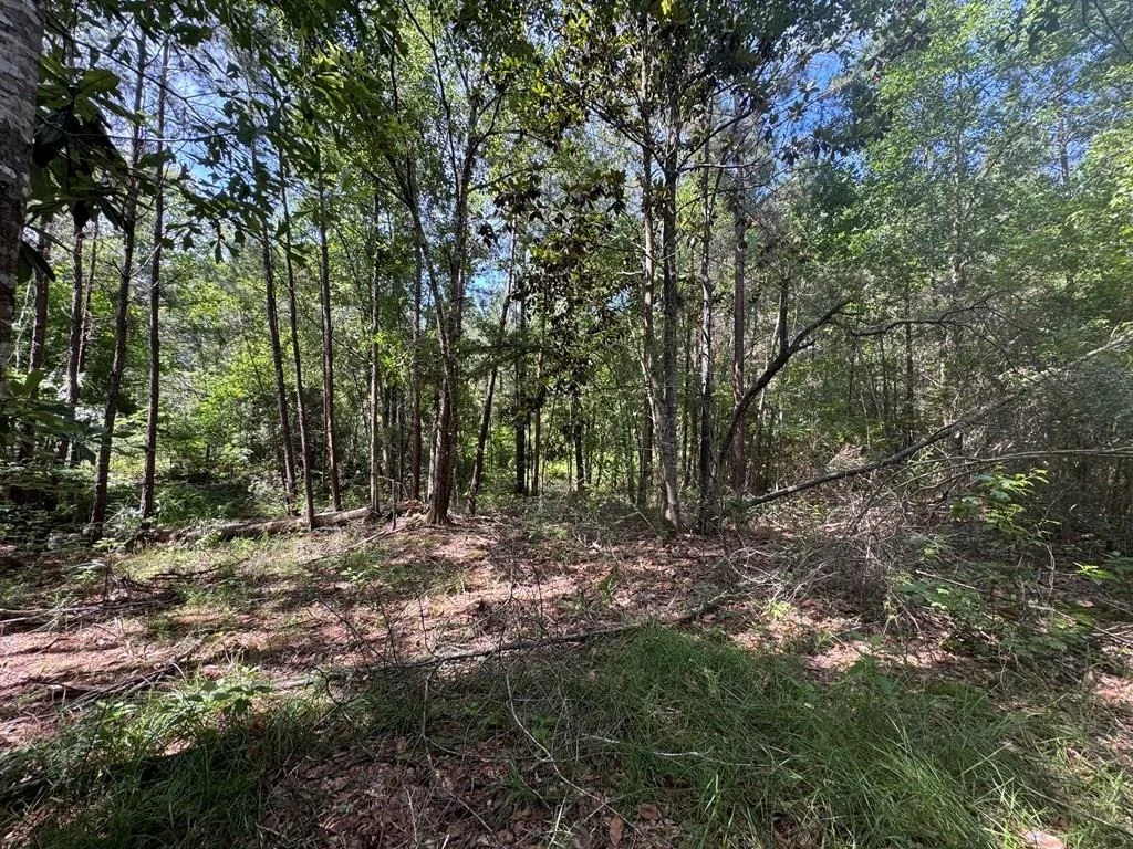Photo of 164 County Road 2127
