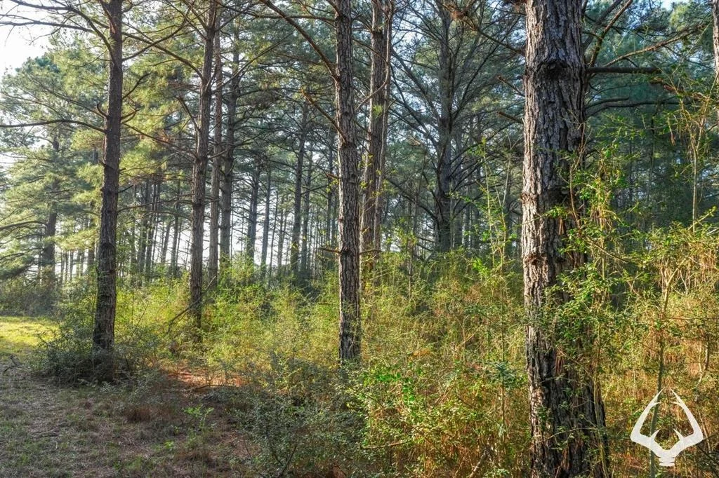 Photo of 850 County Road 4390