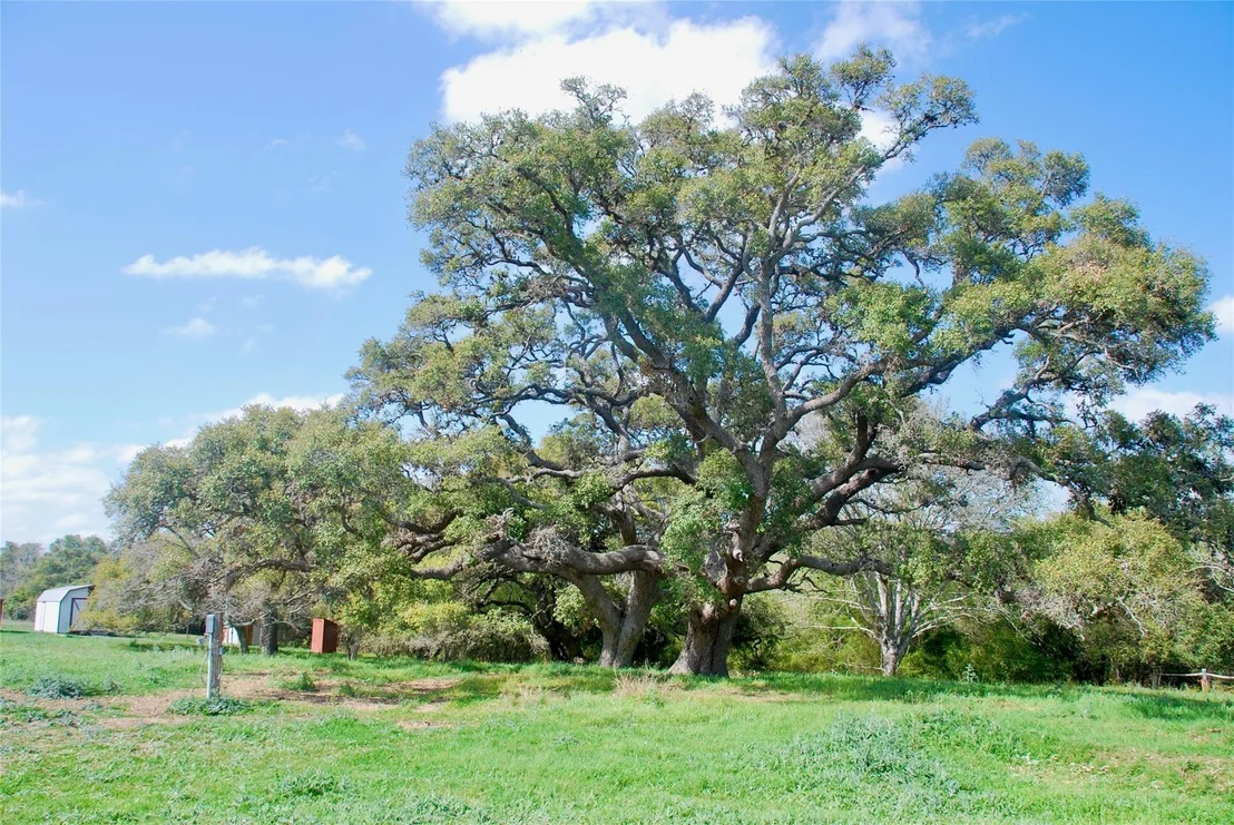 Photo of 494 County Road 217c
