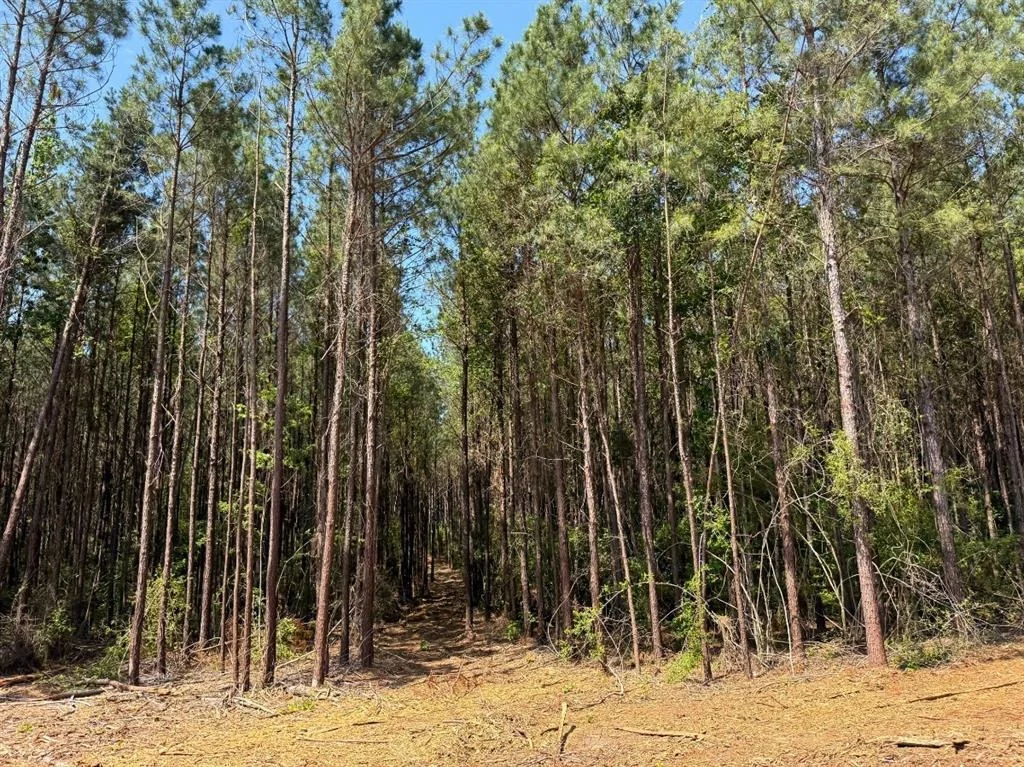 Photo of 3 Camp Ruby Road