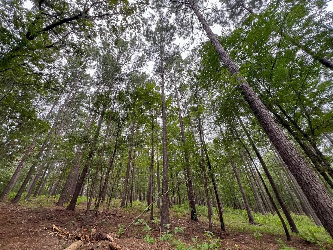 Photo of 4.5 Arledge Trail/Off Gateway Meadows