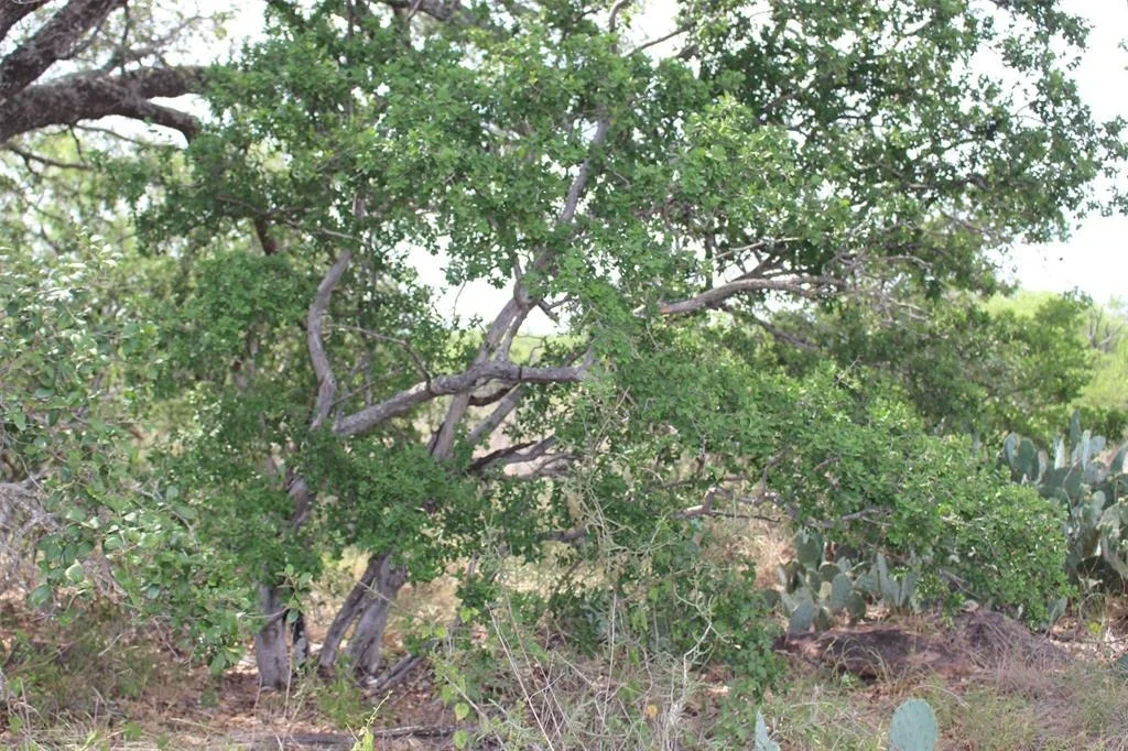 Photo of 000 Tx-29 Highway