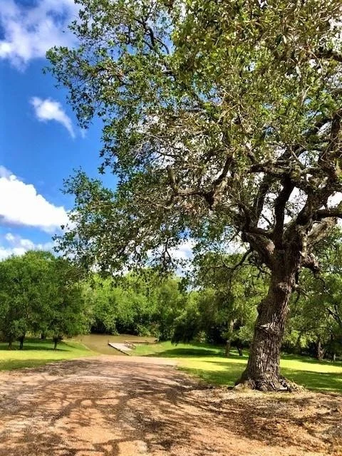 Photo of 223 River Tree Drive