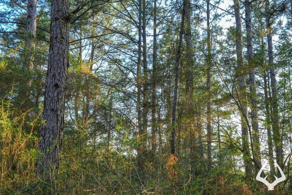 Photo of 850 County Road 4390