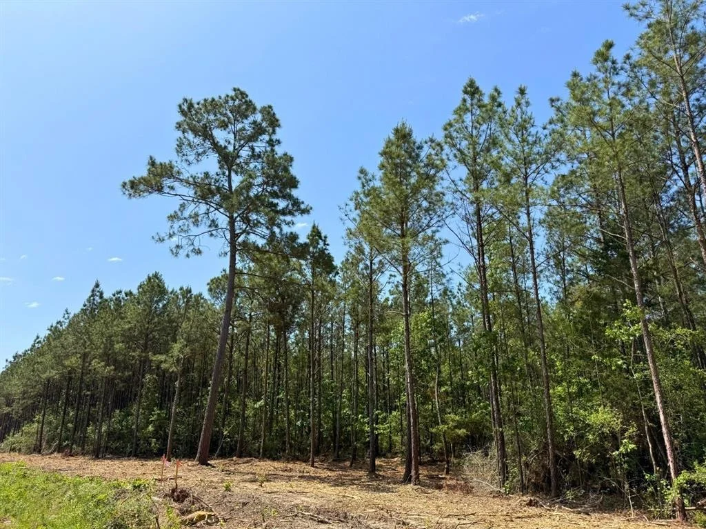 Photo of 3 Camp Ruby Road