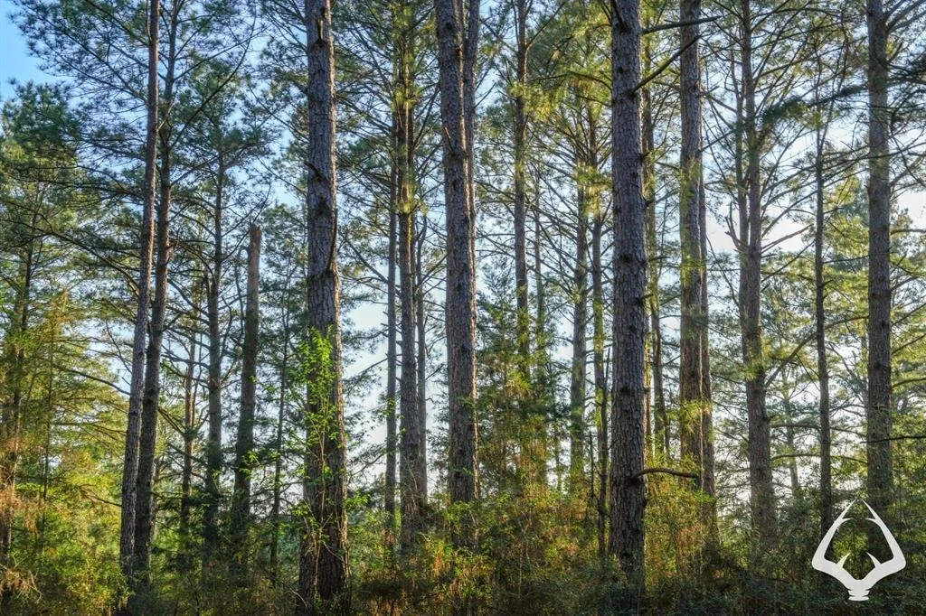 Photo of 850 County Road 4390