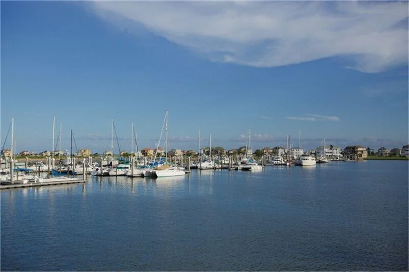 Photo of 4 Loggerhead