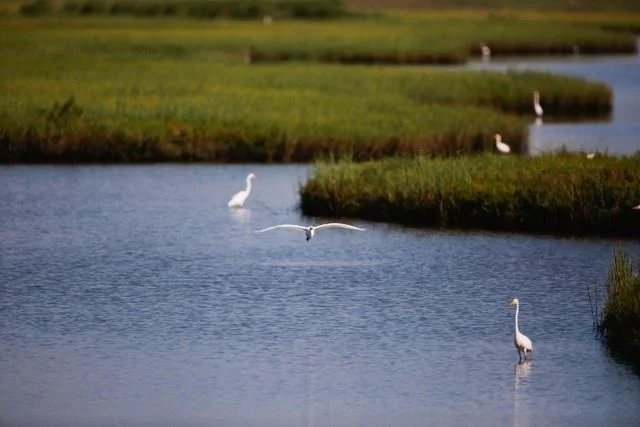 Photo of 2 Little Torch