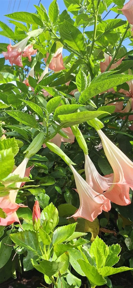 Photo of 2417 Blodgett Street