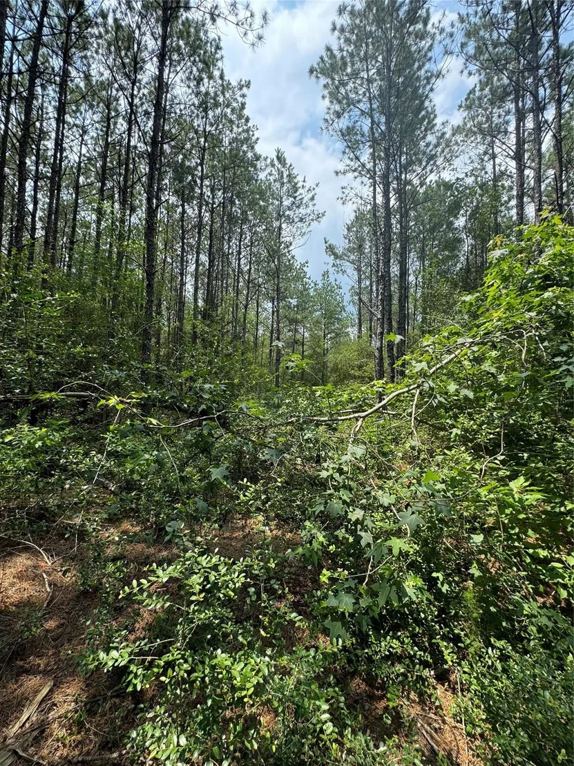 Photo of 10634 Forest Mill Road
