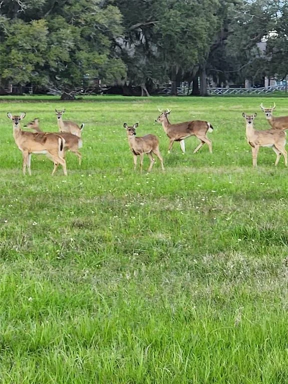 Photo of 271 Cattle Drive Trail