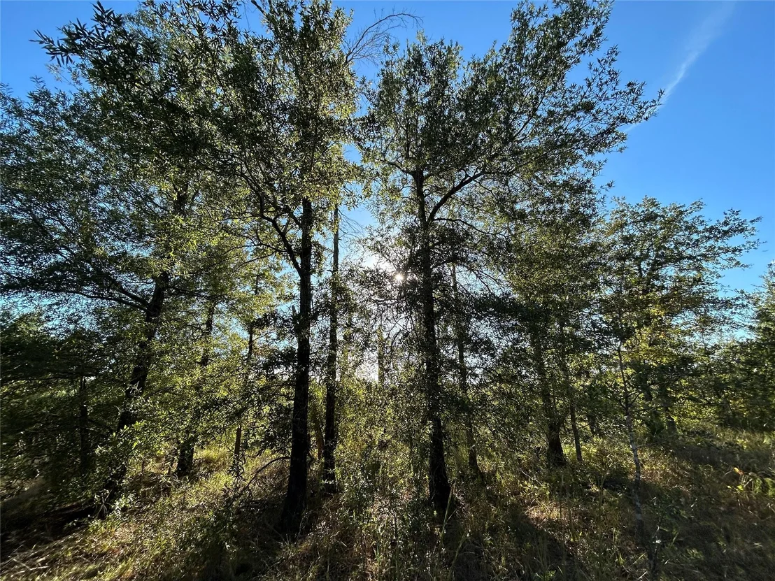 Photo of Tract 35 Fm 230