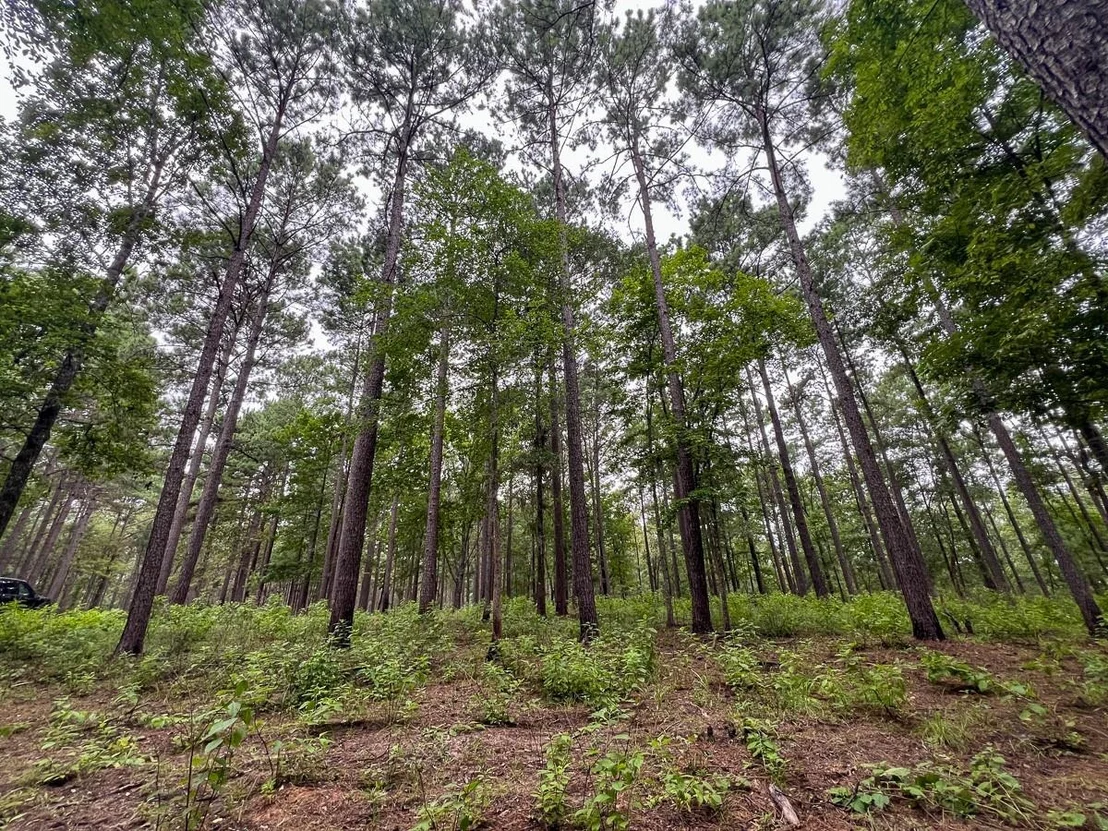 Photo of 4.5 Arledge Trail/Off Gateway Meadows