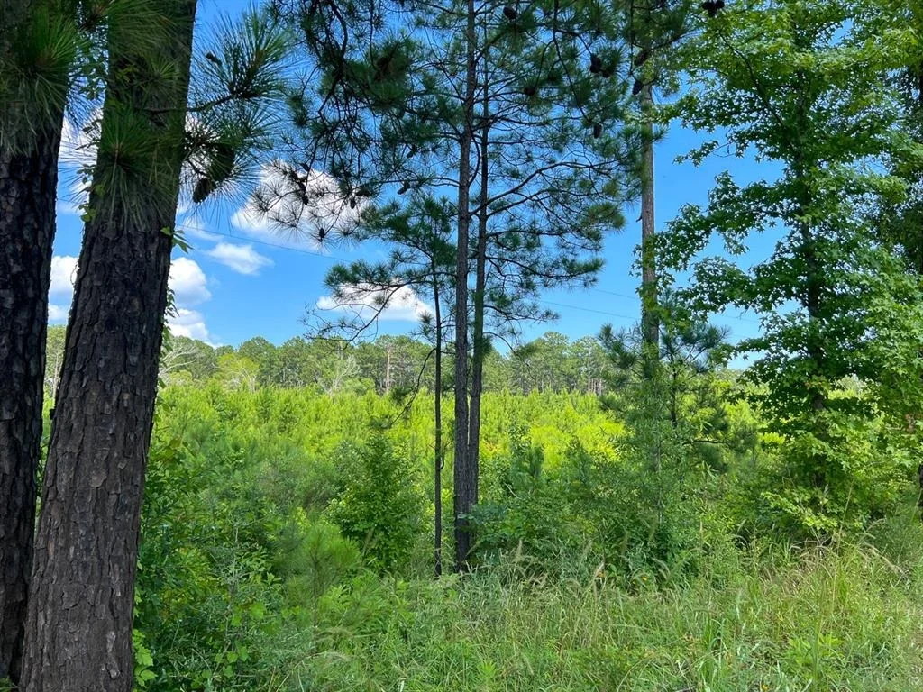 Photo of 02 Fire Tower Road