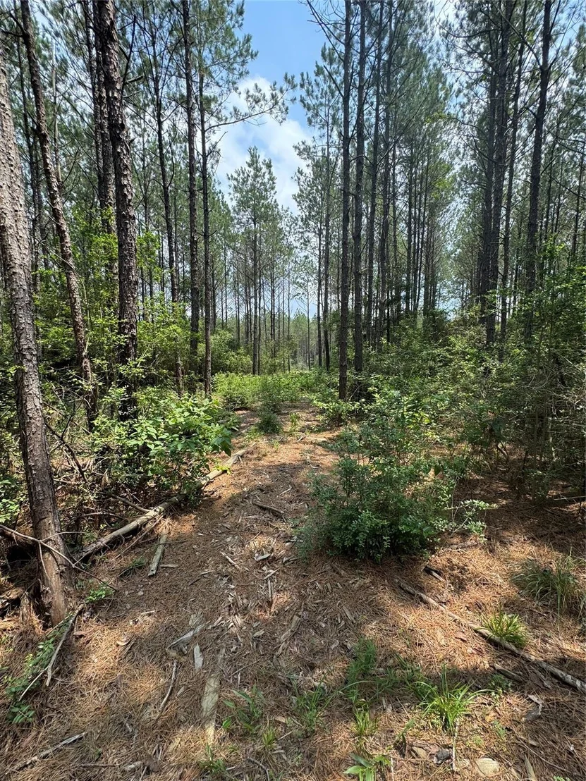Photo of 10634 Forest Mill Road
