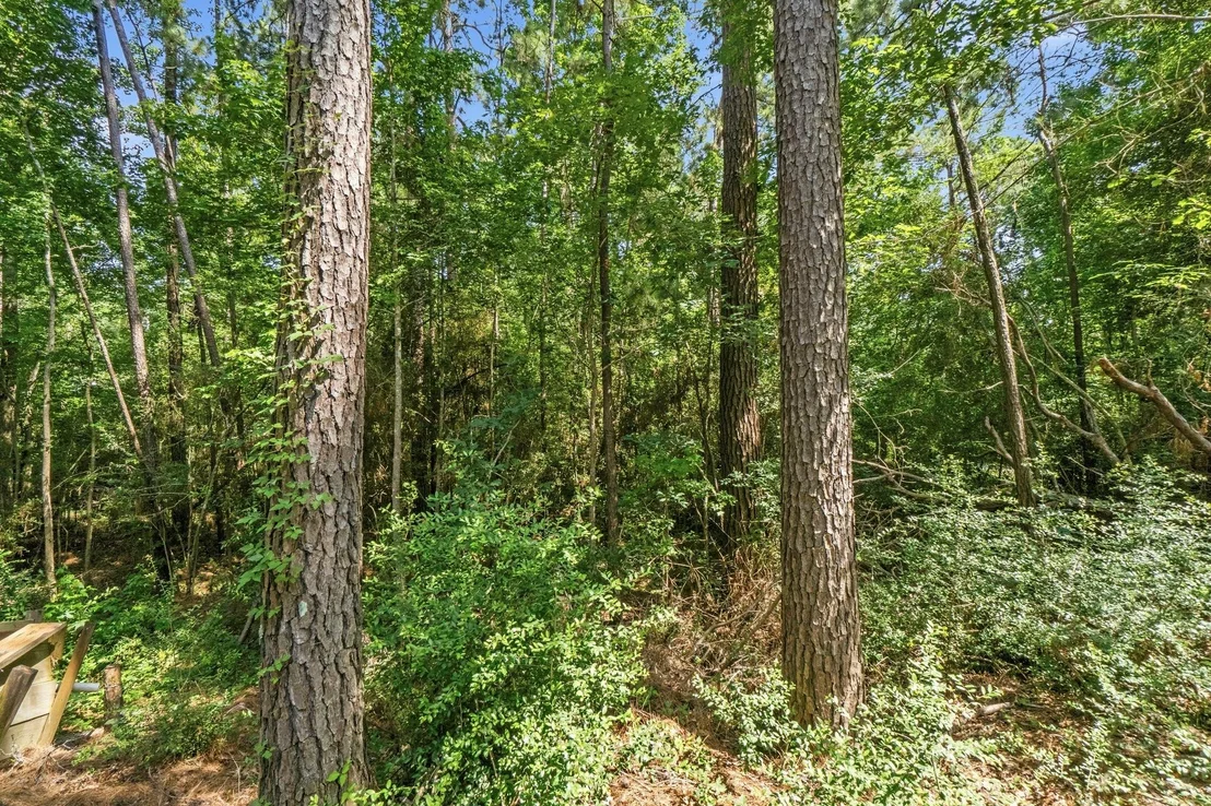 Photo of 165 Black Walnut