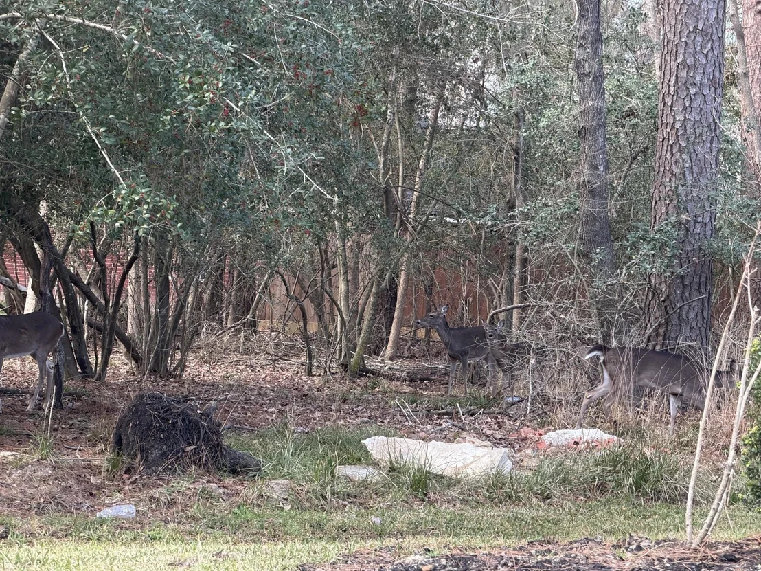 Photo of 12426 Browning Drive