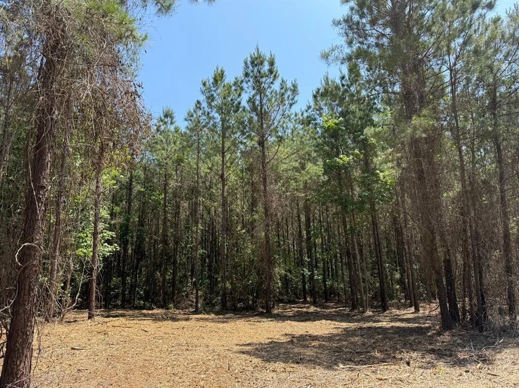 Photo of 5 Camp Ruby Road