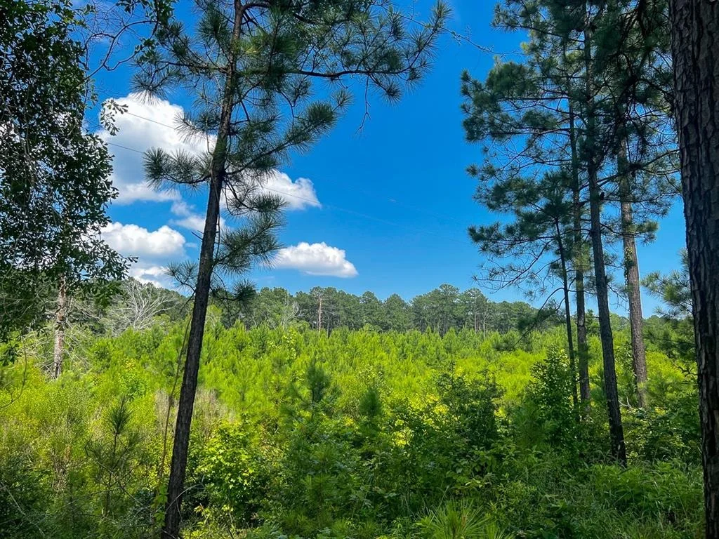 Photo of 02 Fire Tower Road