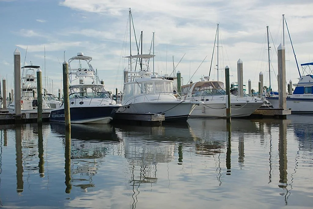 Photo of 4 Loggerhead