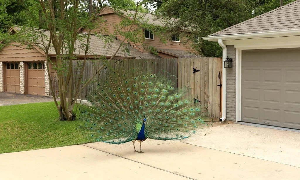 Photo of 415 White Wing Lane