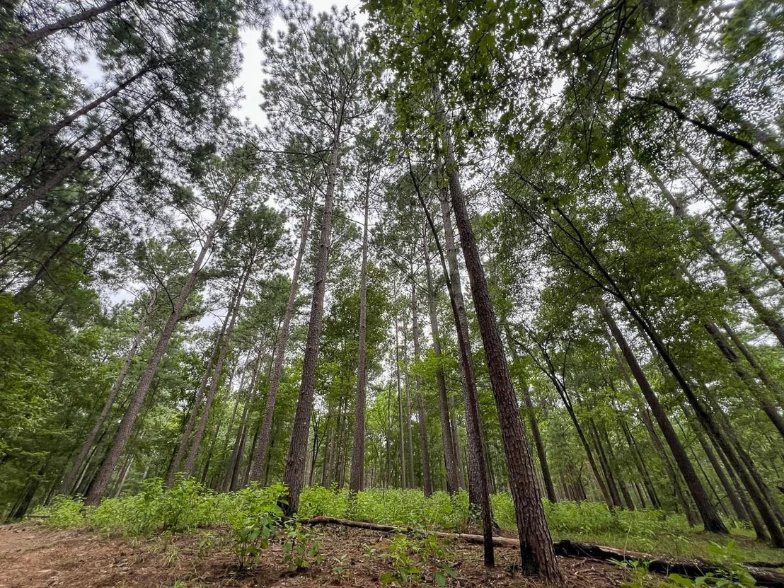 Photo of 4.5 Arledge Trail/Off Gateway Meadows