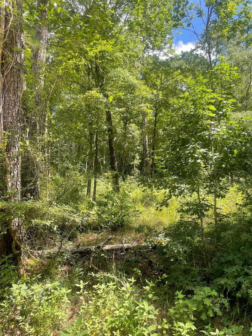 Photo of 70 Tall Timbers Trail