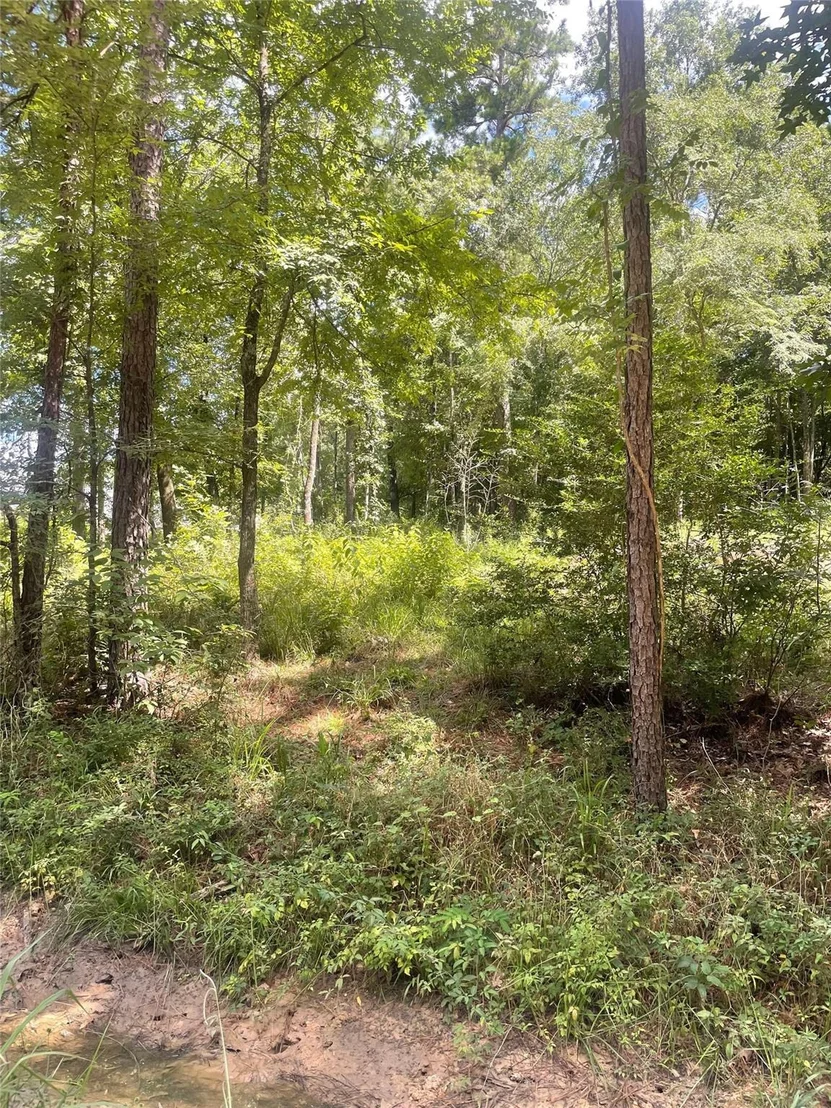 Photo of 70 Tall Timbers Trail