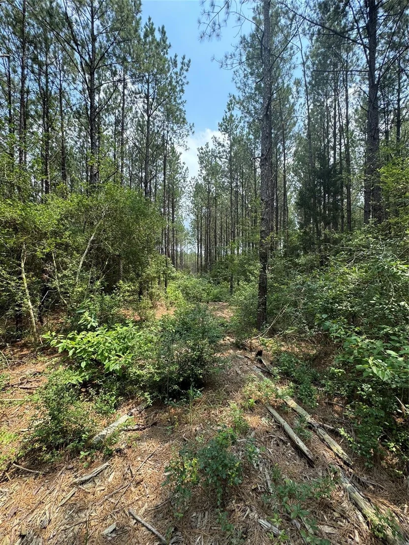 Photo of 10634 Forest Mill Road