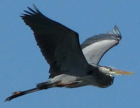 Photo of 2 Hawkeye