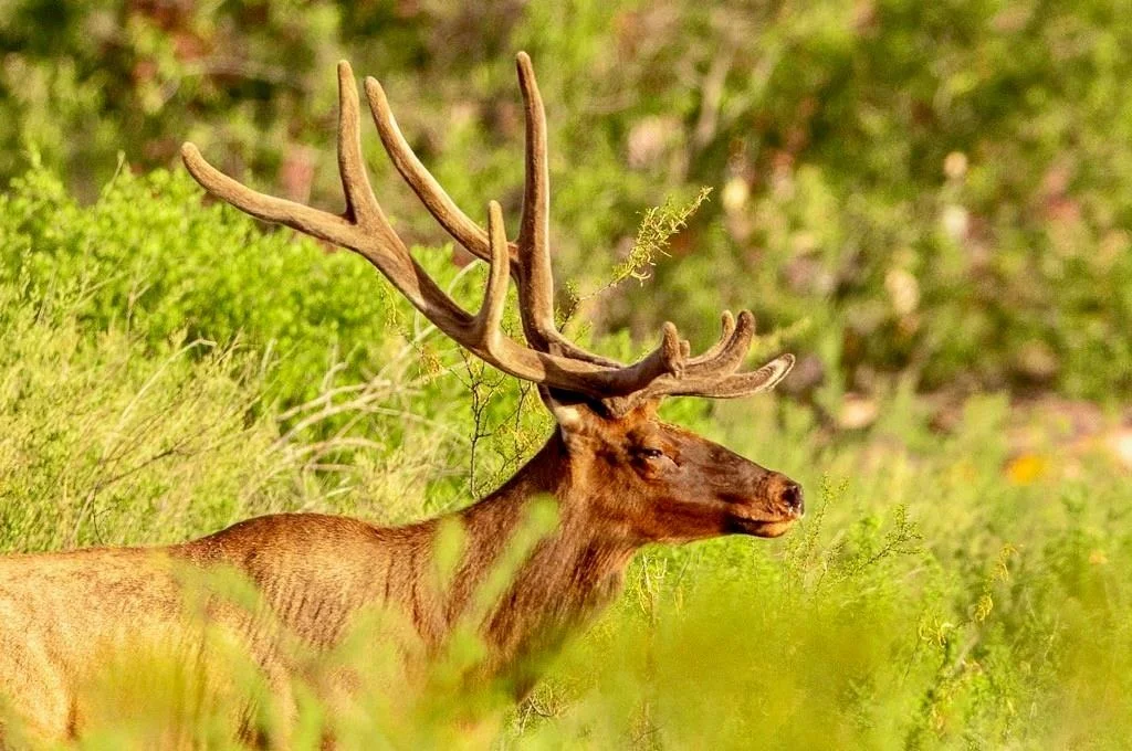 Photo of TBD Tesnus