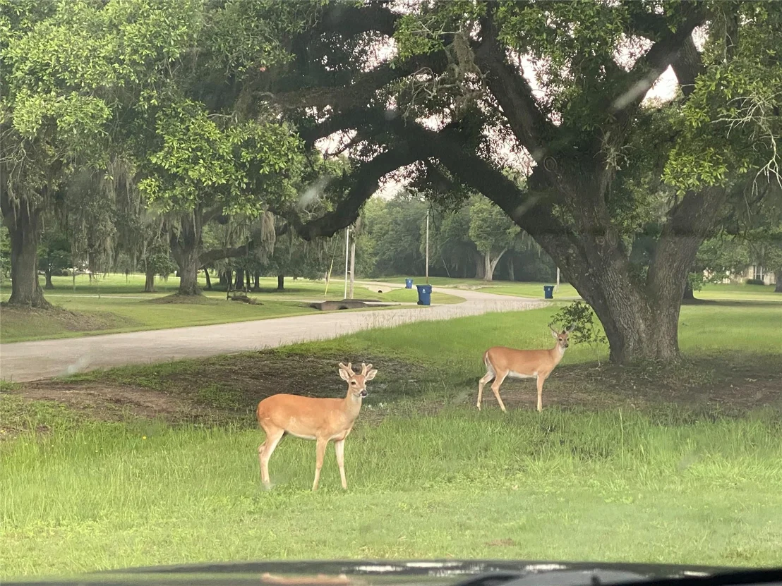 Photo of 113 Pony Trail