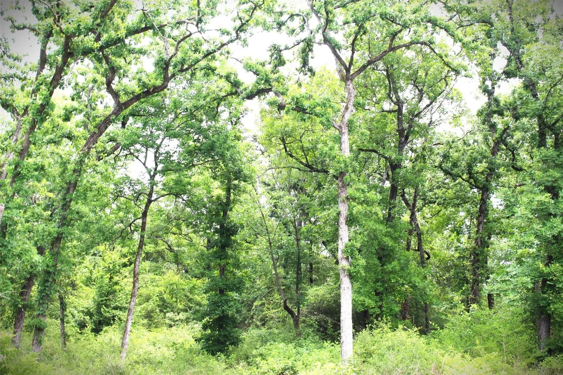 Photo of Tract 174 Pr 1311