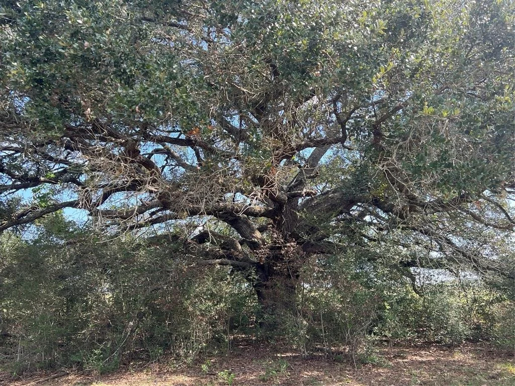Photo of 0 Schultz Road