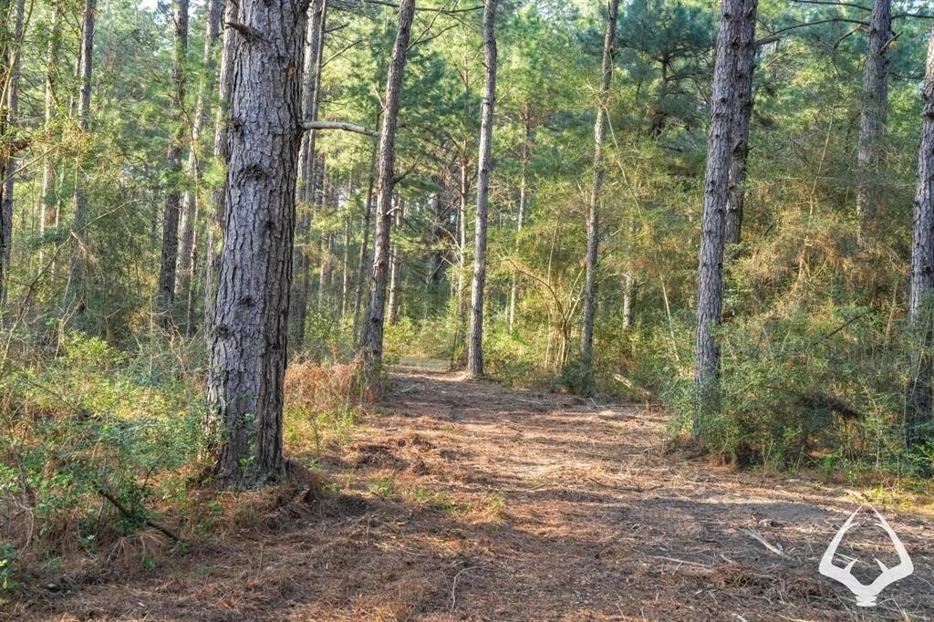 Photo of 850 County Road 4390