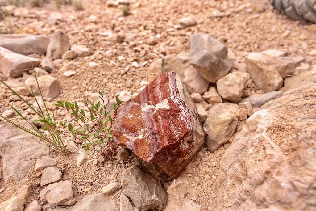 Photo of TBD Tesnus