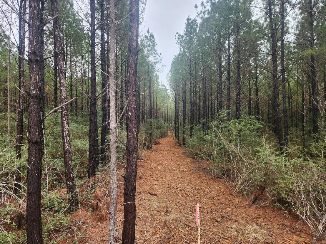 Photo of 16163 Forest Mill Road