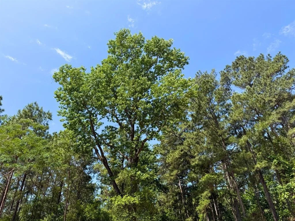 Photo of 3 Camp Ruby Road