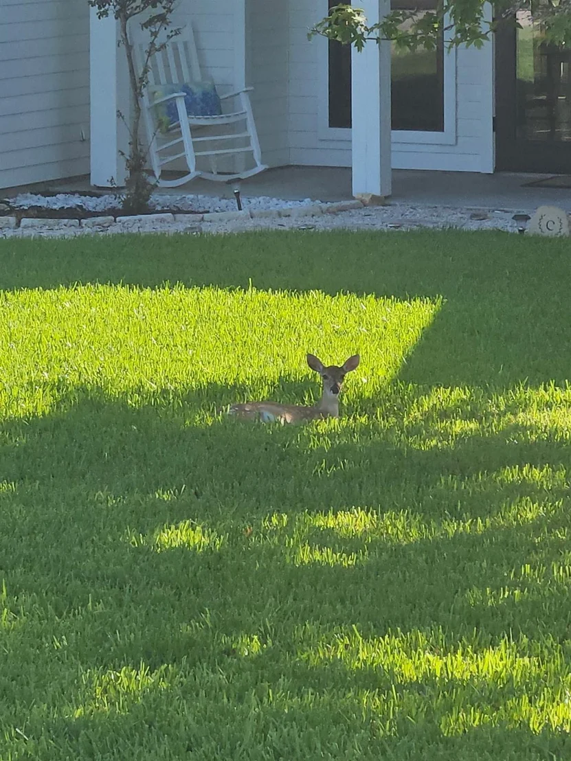 Photo of 2701 Bluebonnet Boulevard