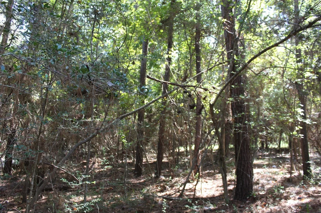 Photo of TBD 0magnolia