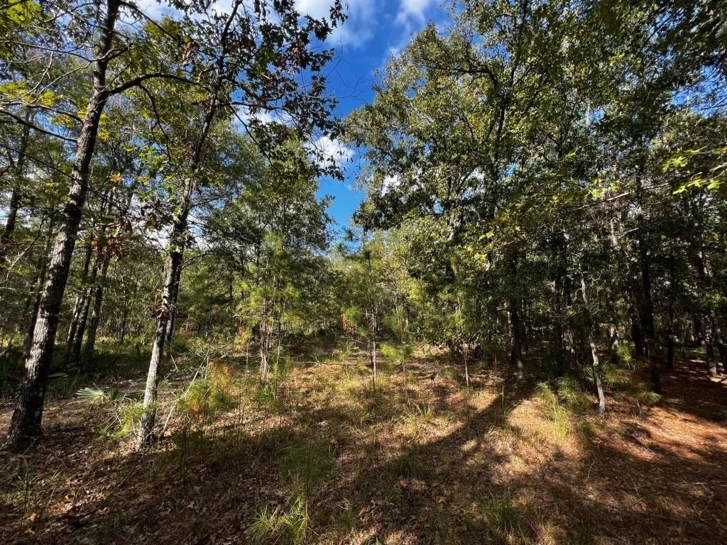 Photo of 11809 White Oak Pass