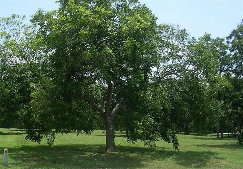 Photo of 5518 Harris Woods Trace