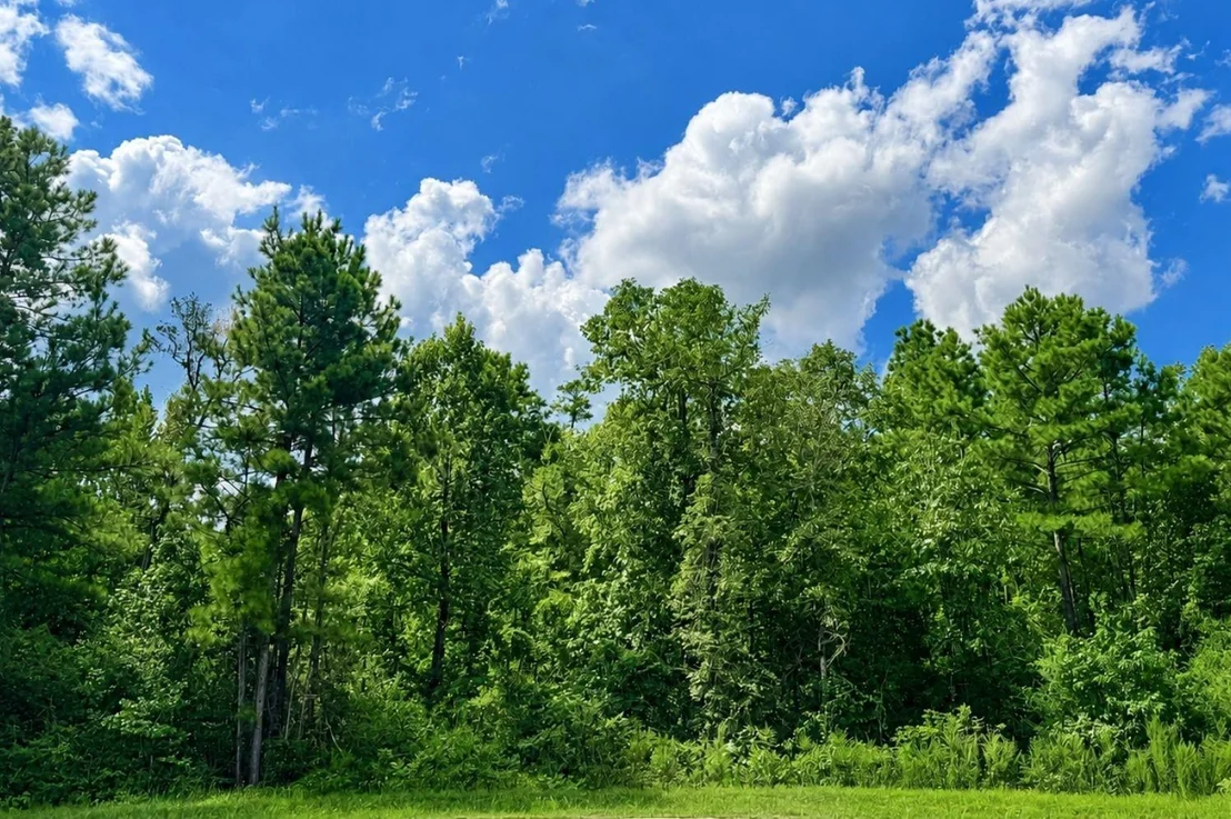 Photo of 10545 Link Tree Lane
