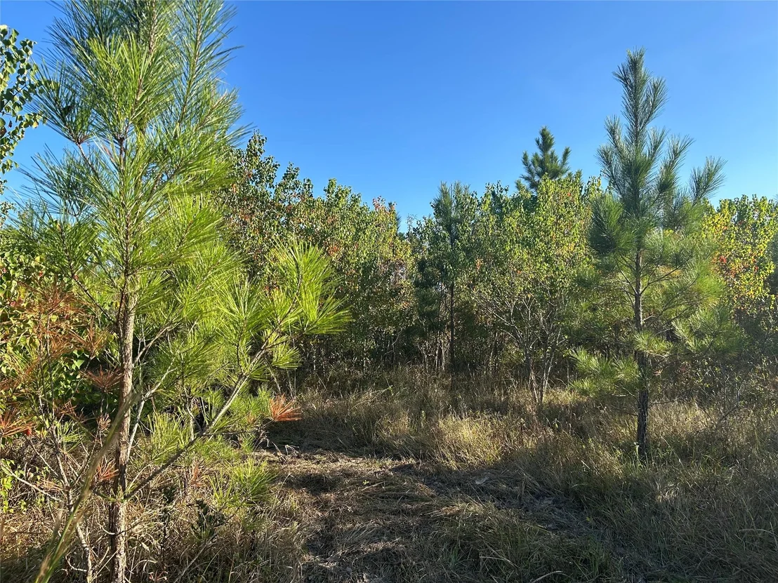 Photo of Tract 35 Fm 230