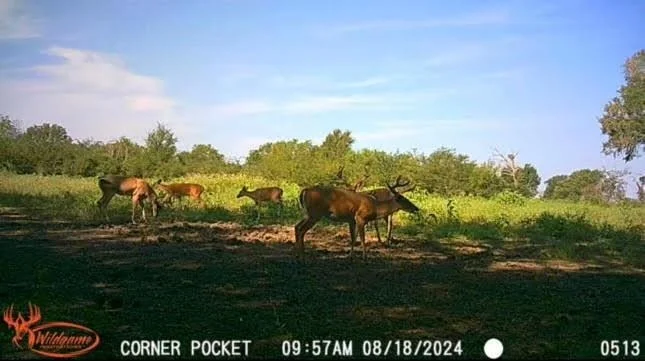 Photo of TBD Pr 1350